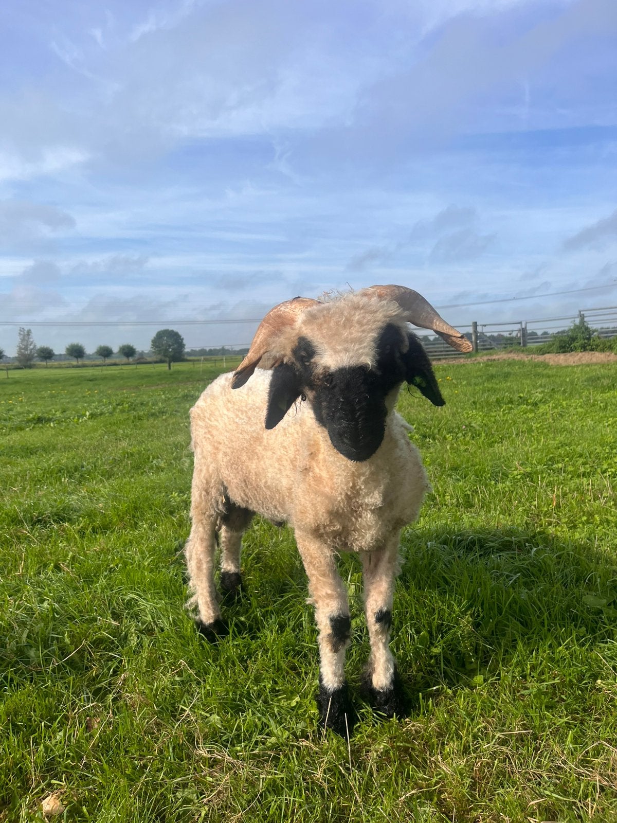 Walliser Schwarznase dekram huur, Mannelijk, Schaap, 0 tot 2 jaar
