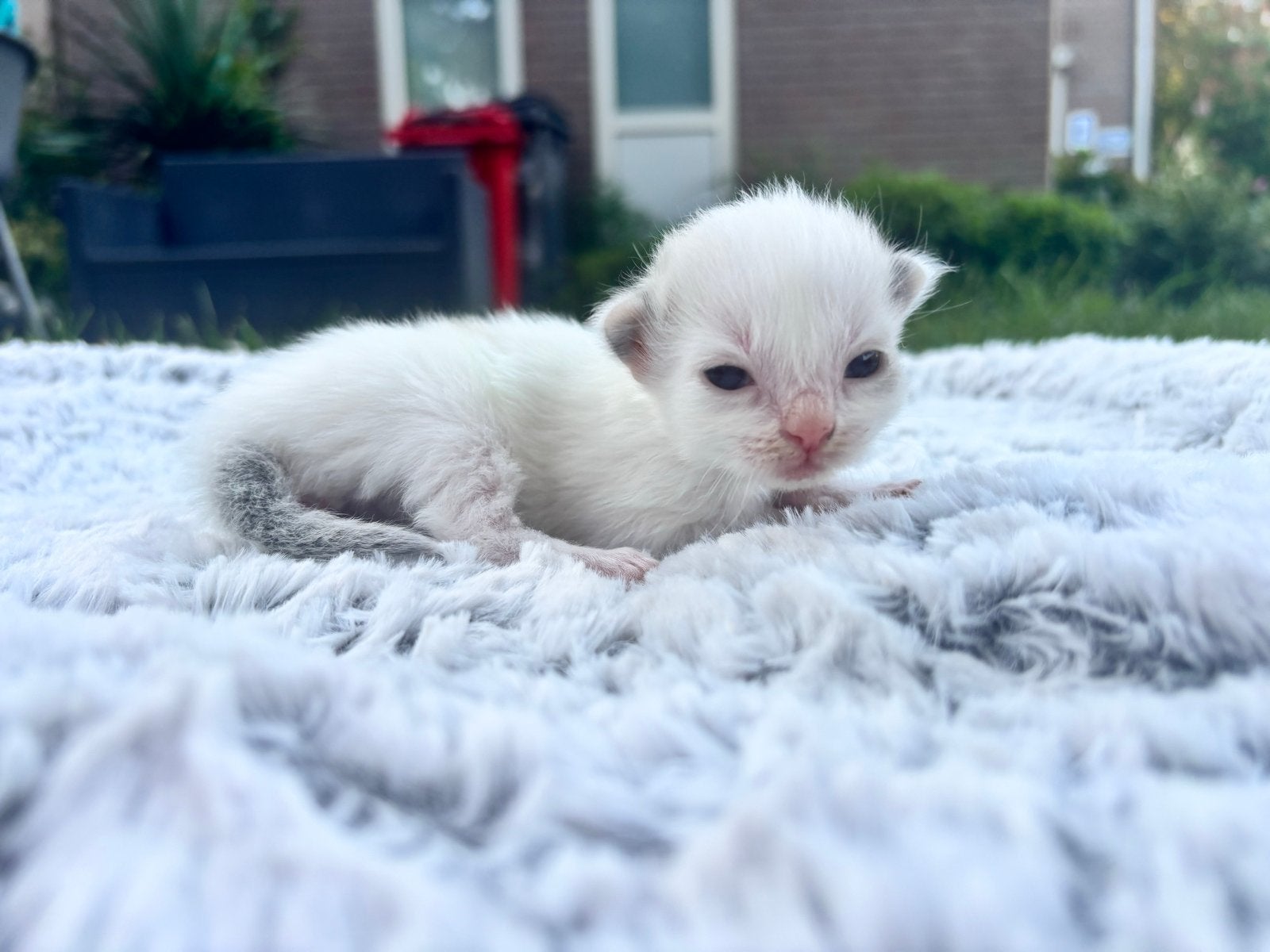Ragdoll kittens (nog 3 beschikbaar ), Dieren en Toebehoren, Meerdere dieren