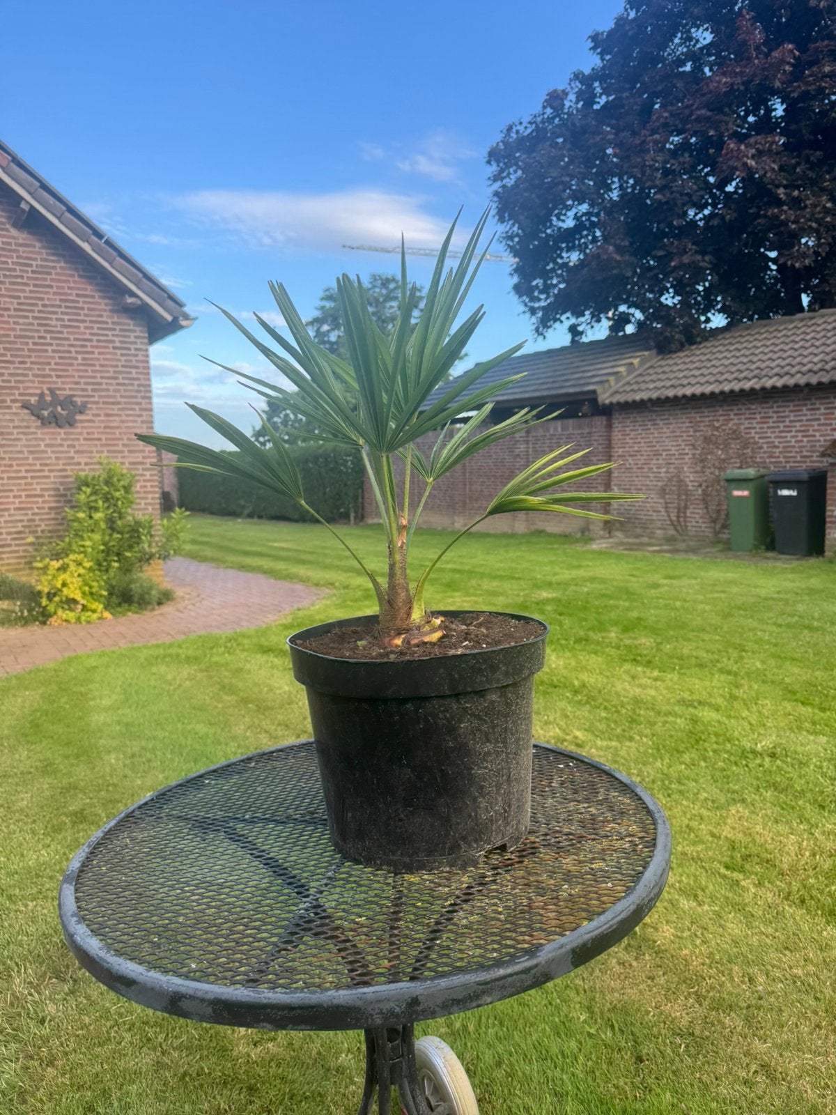 Trachycarpus fortunei MOET WEG  EN OP=OP, Tuin en Terras, Planten | Bomen, Minder dan 100 cm, Zomer, Palmboom, Ophalen