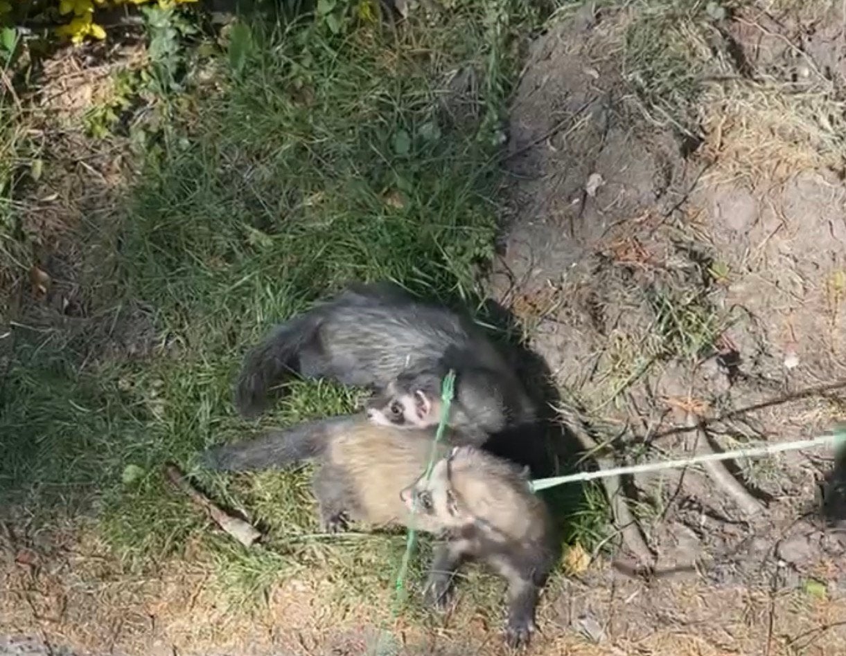 Fretten opvang vakantieadres 🐾❤️, Dieren en Toebehoren, Overige Dieren, Juli, Meerdere dieren