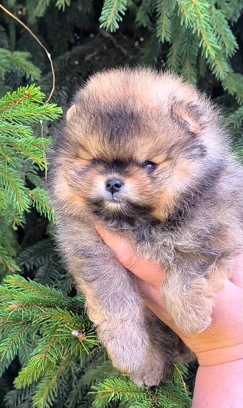 **Exclusieve Bear Face Pomeranian pups beschikbaar**, Dieren en Toebehoren, Particulier, 15 weken tot 1 jaar, Overige rassen, Buitenland