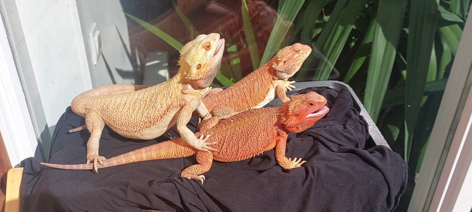 Baardagaam RED HYPO TRANS VROUW & ORANGE MAN & CITRUS MAN