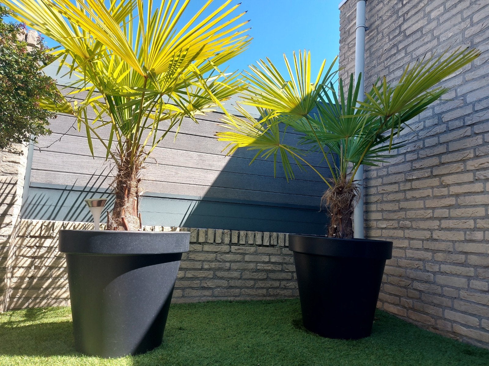 Mooie palmbomen (winterhard, incl. pot), Tuin en Terras, Volle zon, Vaste plant, Bloeit niet, Ophalen
