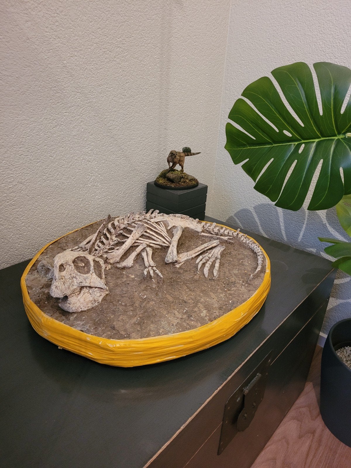 Foto 13 van UNIEK ORIGINEEL PSITTACOSAURUS-SKELET – MUSEUMKWALITEIT