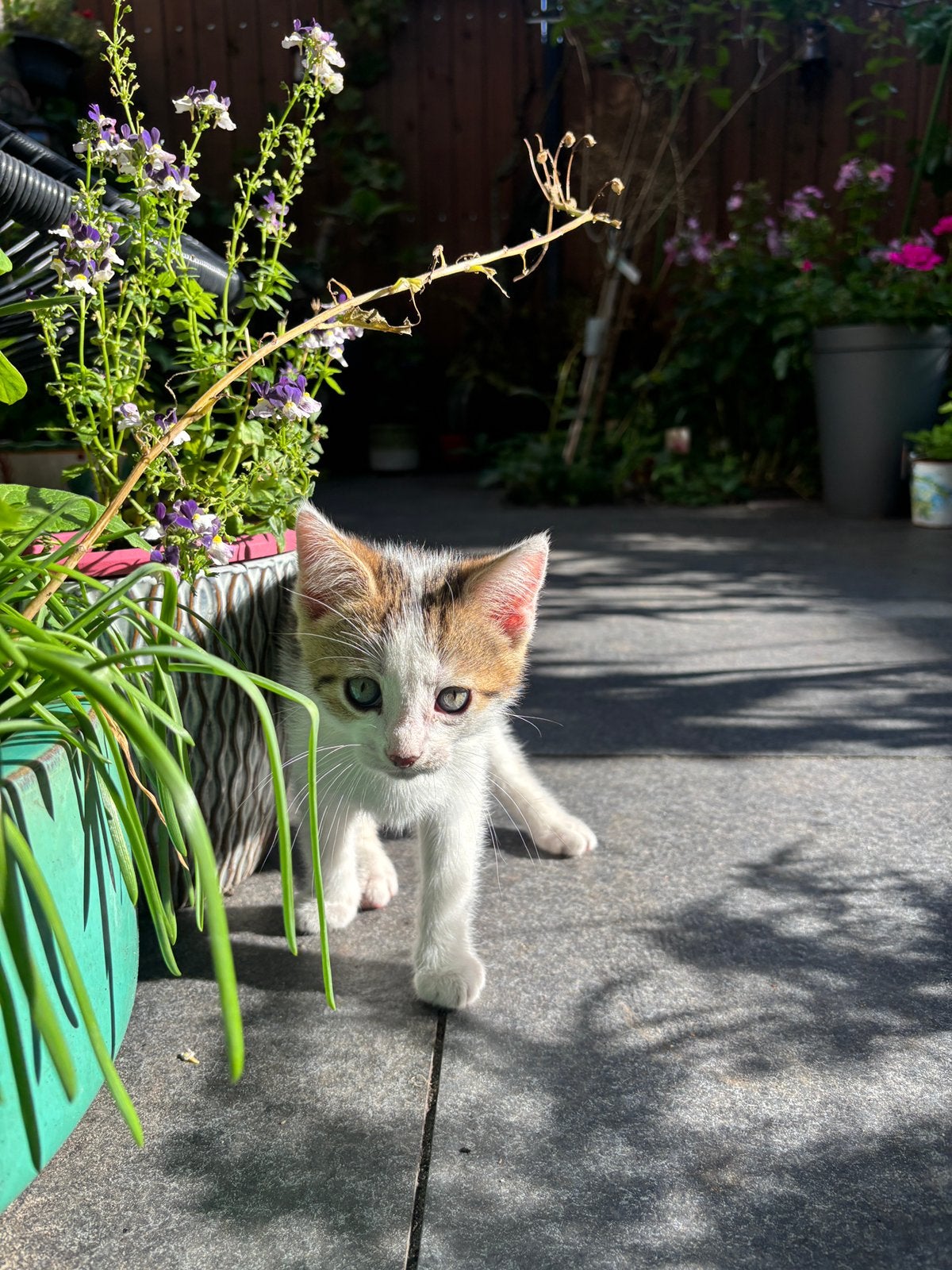 Kitten, Dieren en Toebehoren, Meerdere dieren