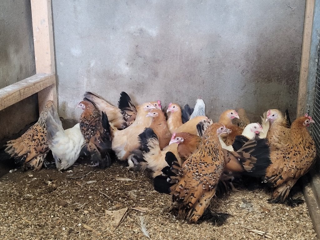 Krielkippen, Chabo, Sabelpoot, Dieren en Toebehoren, Pluimvee, Vrouwelijk, Kip