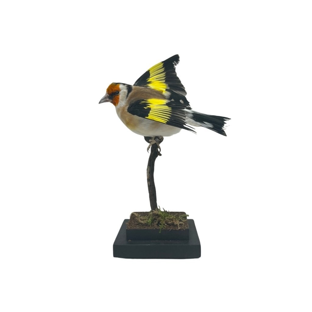 Te koop: Opgezette vliegende putter!, Ophalen of Verzenden, Nieuw, Vogel, Opgezet dier