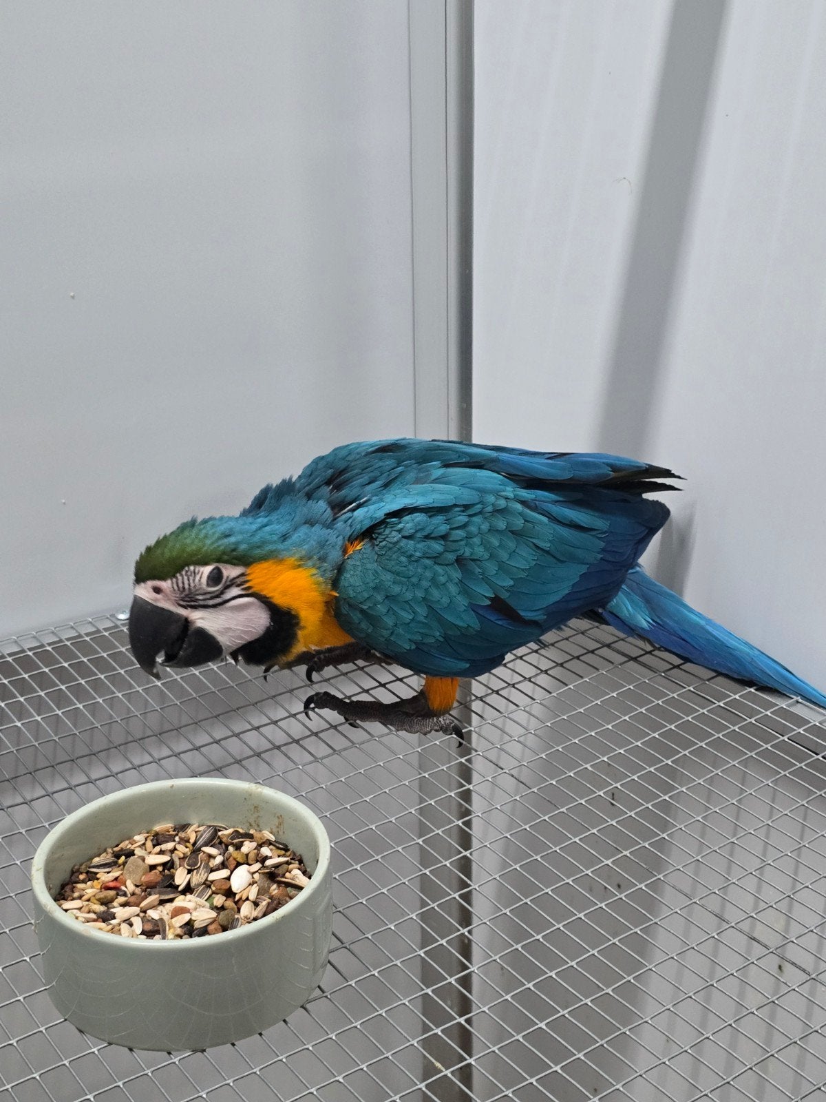 Tamme Jonge baby Blauw Gele Ara

Voor inlichtingen kunt u, Dieren en Toebehoren, Papegaai, Tam