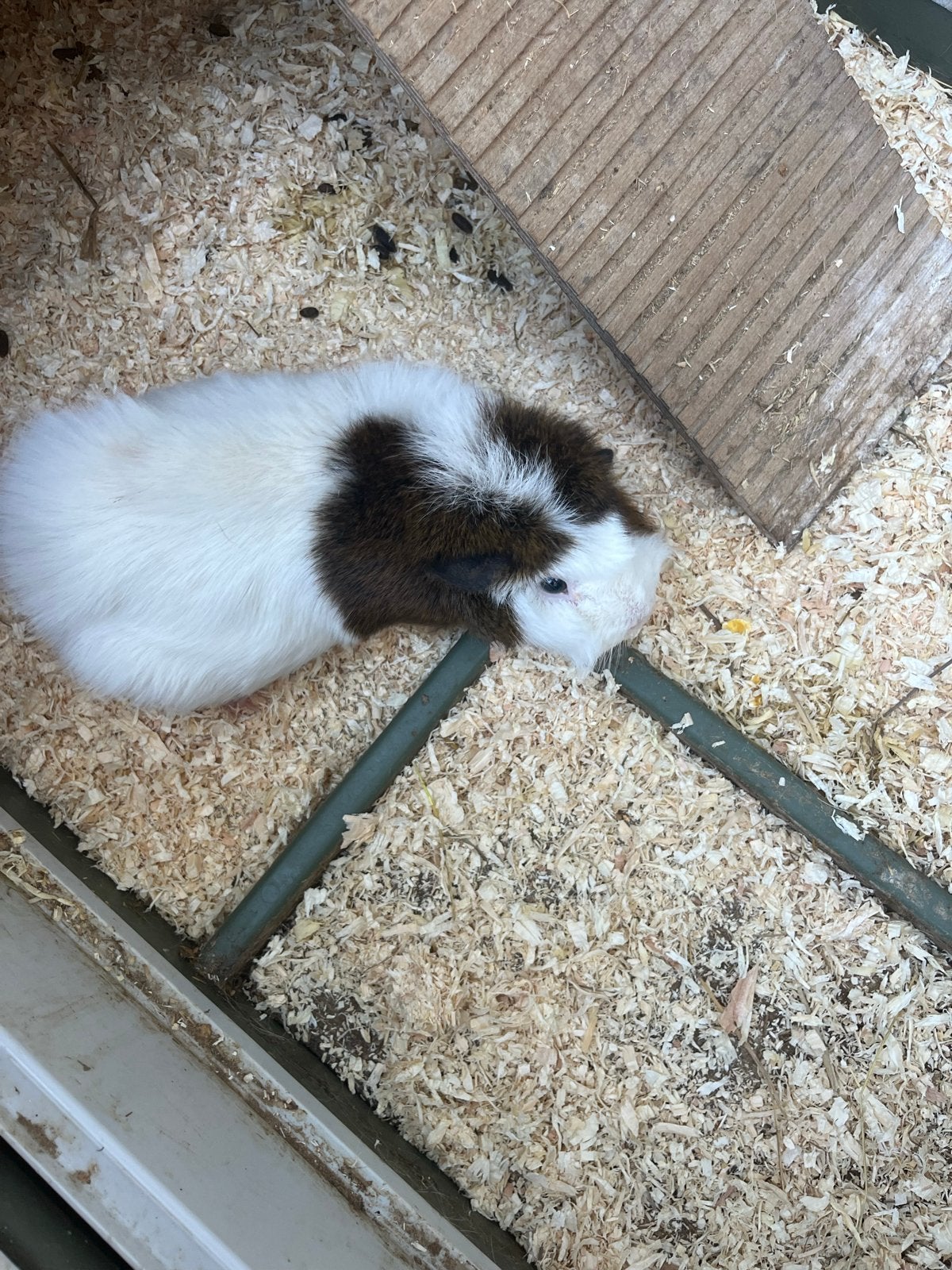 Cavia zeugje hok en toebehoren, Dieren en Toebehoren, Knaagdieren, Oktober, Vrouwelijk, Cavia
