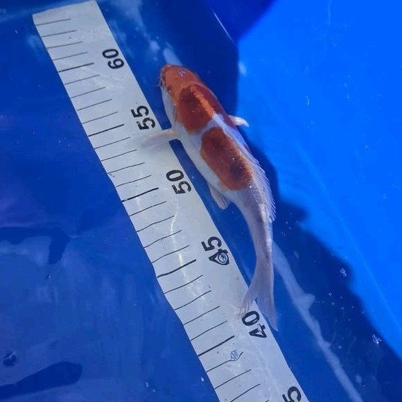 doitsu hariwake orange, Karper of Koi