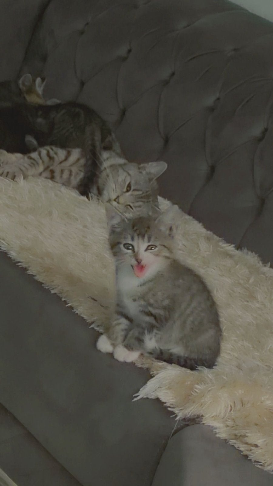 Kitten, Dieren en Toebehoren, Katten en Kittens | Raskatten | Langhaar, Meerdere dieren