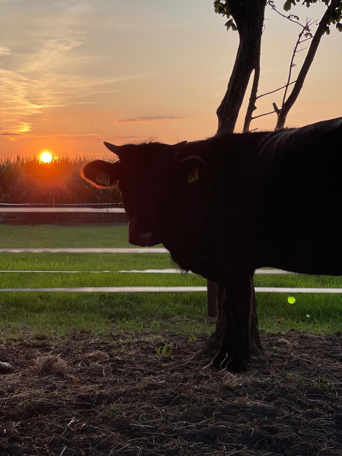 Te koop Vaars van April 2025, Dieren en Toebehoren, Runderen, Vrouwelijk, 0 tot 2 jaar
