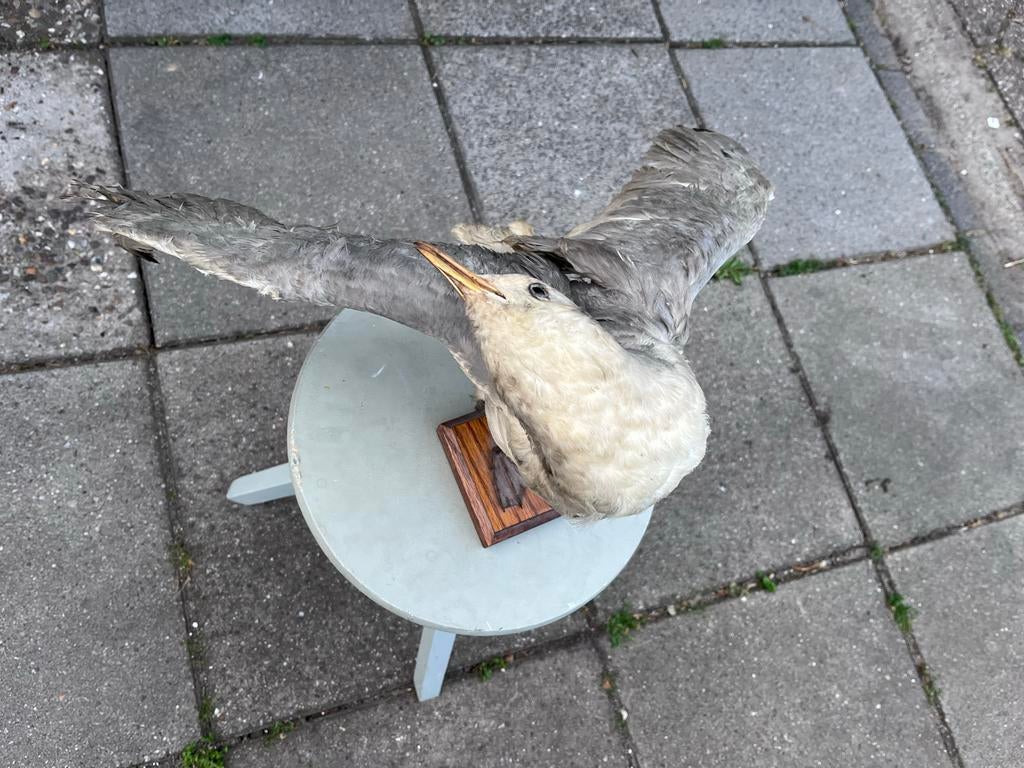 Opgezette Zeemeeuw 'Kees' uit de Ardennen, Ophalen