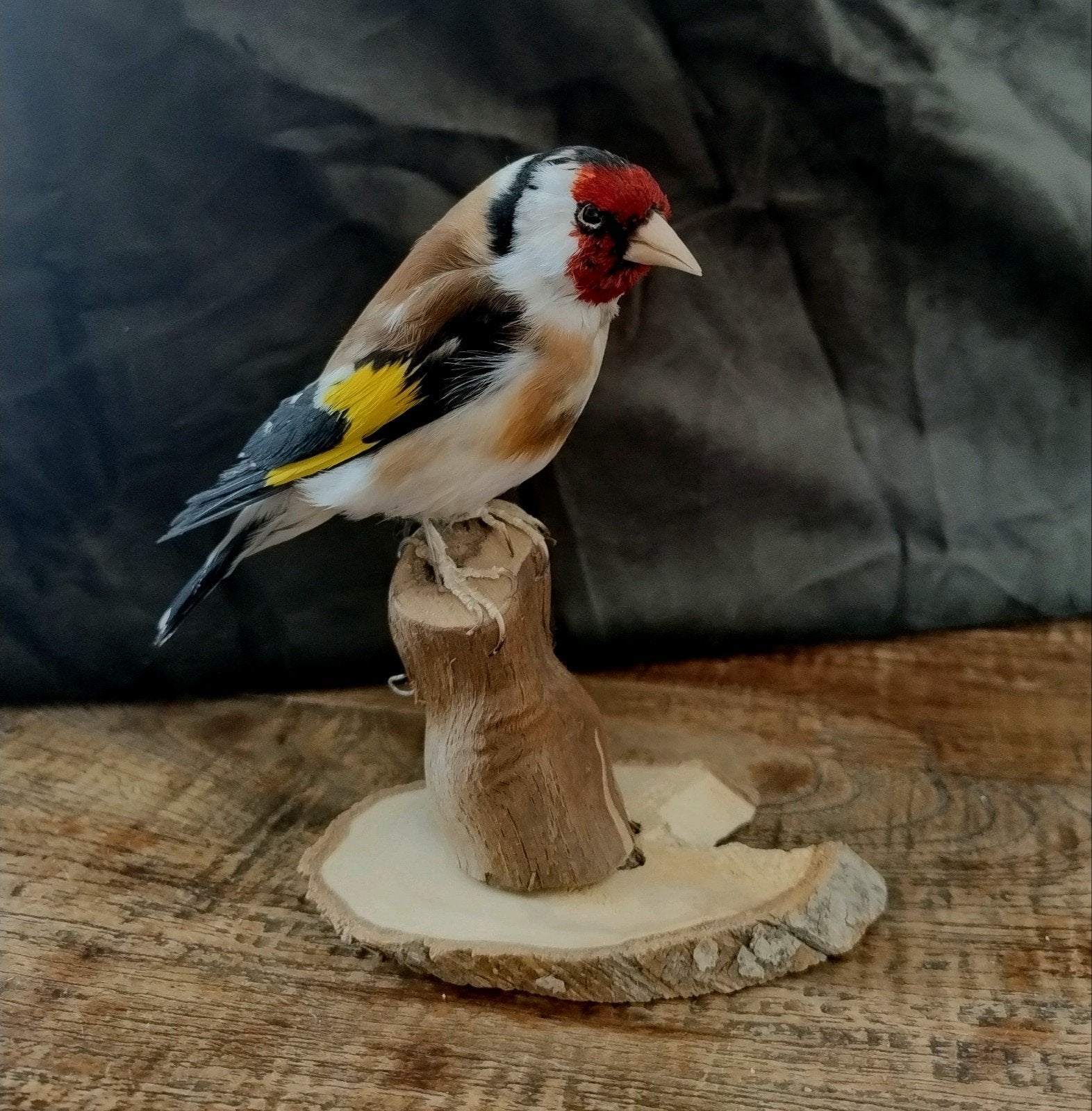 Mooi opgezette Putter, distelvink opgezet. vaste voetring, Ophalen of Verzenden, Zo goed als nieuw, Vogel, Opgezet dier