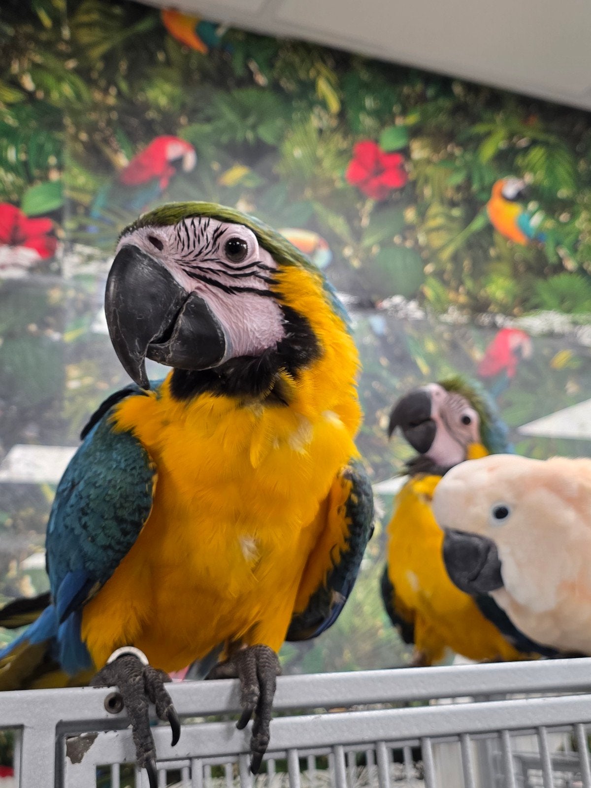 Jonge blauwgele ara's, Meerdere dieren, Papegaai, Pratend