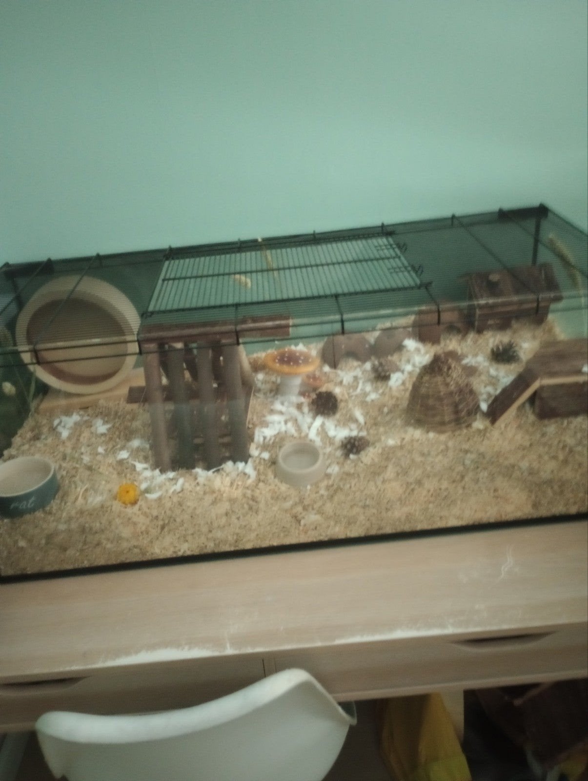 Chinese dwerghamster met verblijf, Dieren en Toebehoren, Ophalen, Hok, Hamster