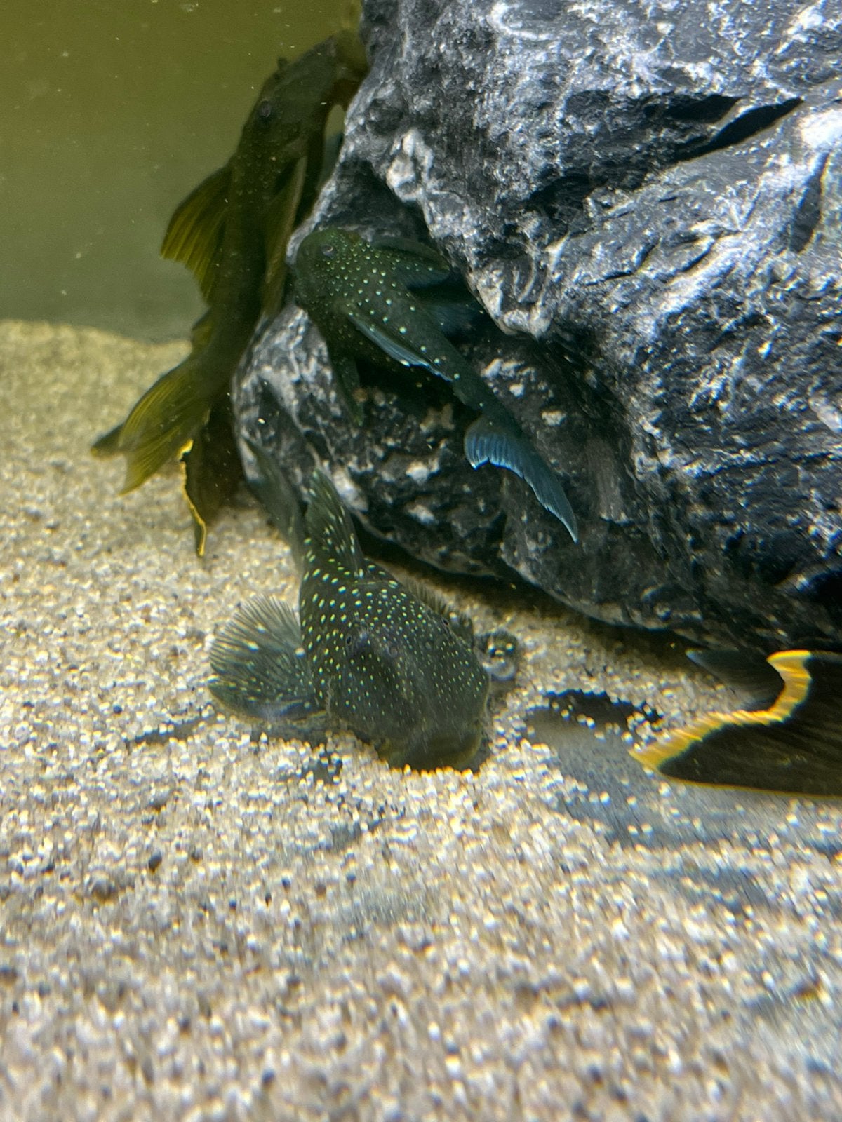 Blue phantom pleco L128, Vis