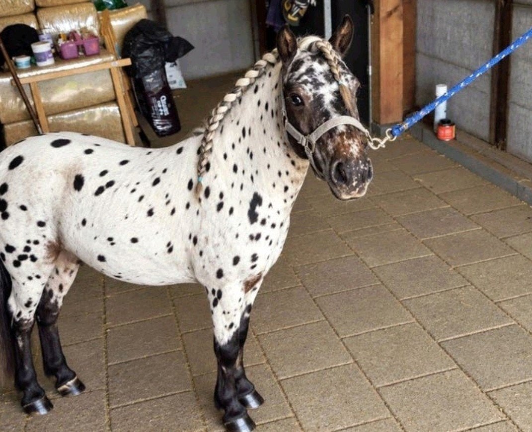 🥰😍Zeer lieve Appaloosa 😍💖, Dieren en Toebehoren, Gechipt, Hengst, A pony (tot 1.17m), 3 tot 6 jaar