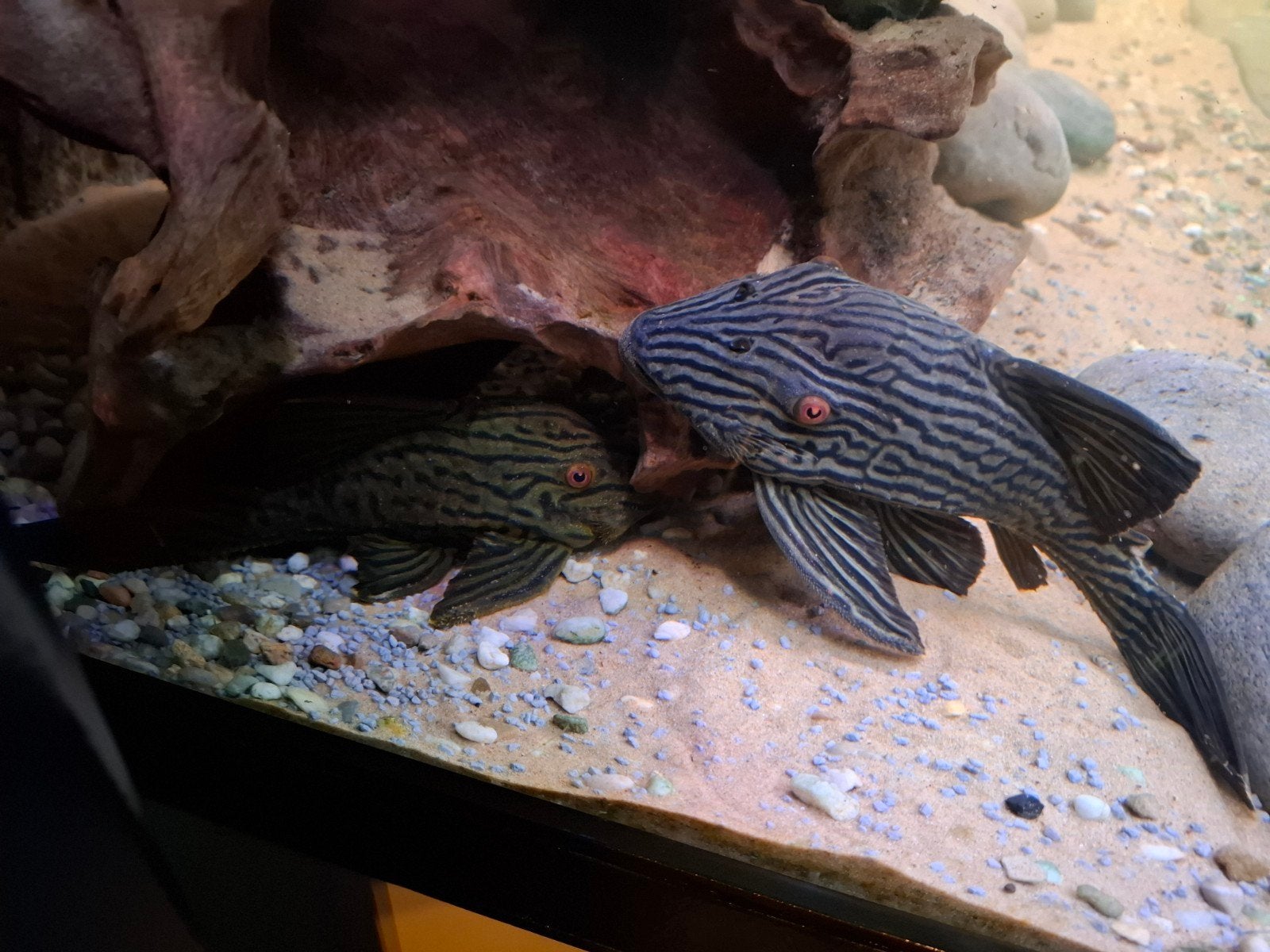 L190 Panaque nigrolineatus ~ 25 cm, Dieren en Toebehoren, Vis