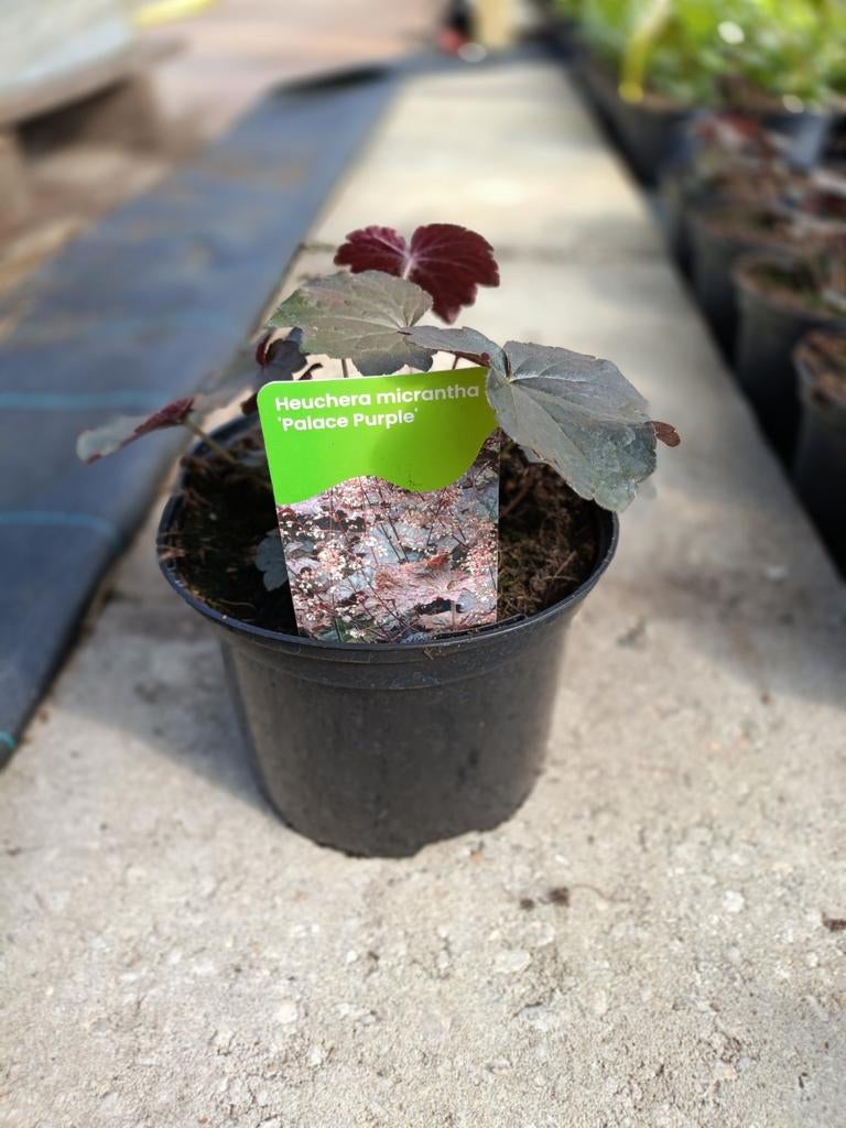 Heuchera americana Palace purple P9 en in 2 liter, Ophalen, Vaste plant
