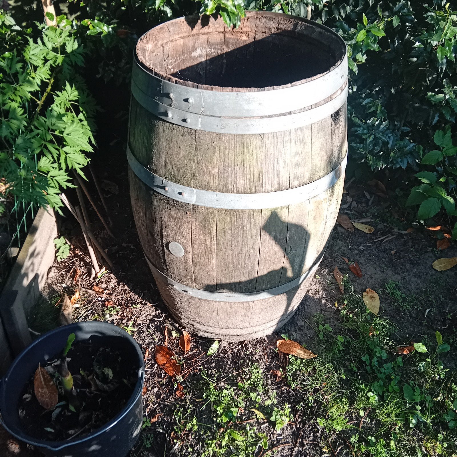 Regenton in gebruikte staat - Ophalen voor een klein bedrag, Tuin en Terras, Regentonnen, Ophalen
