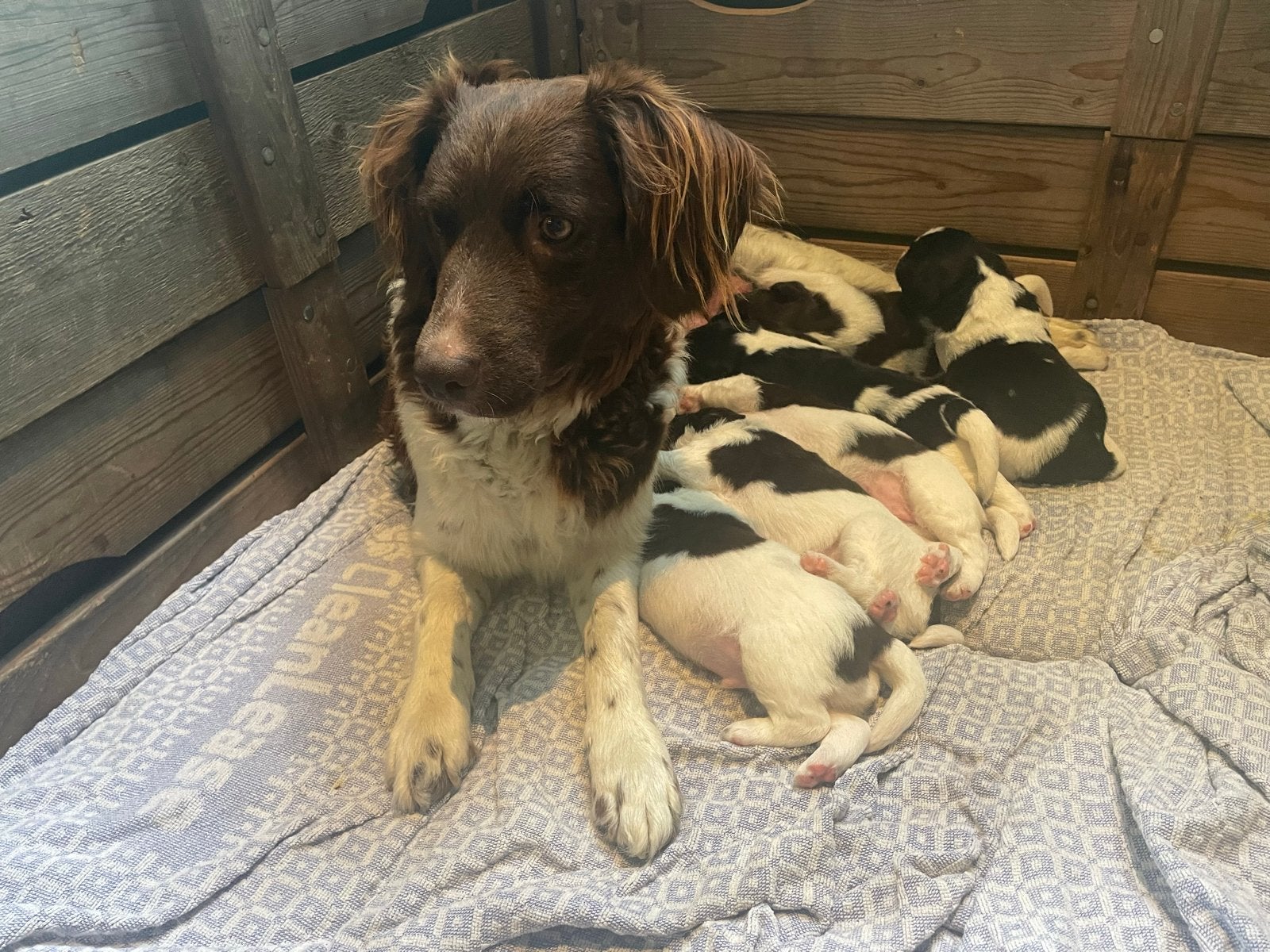 Friese stabij pups, Dieren en Toebehoren, 8 tot 15 weken, Meerdere, Meerdere dieren, Middel