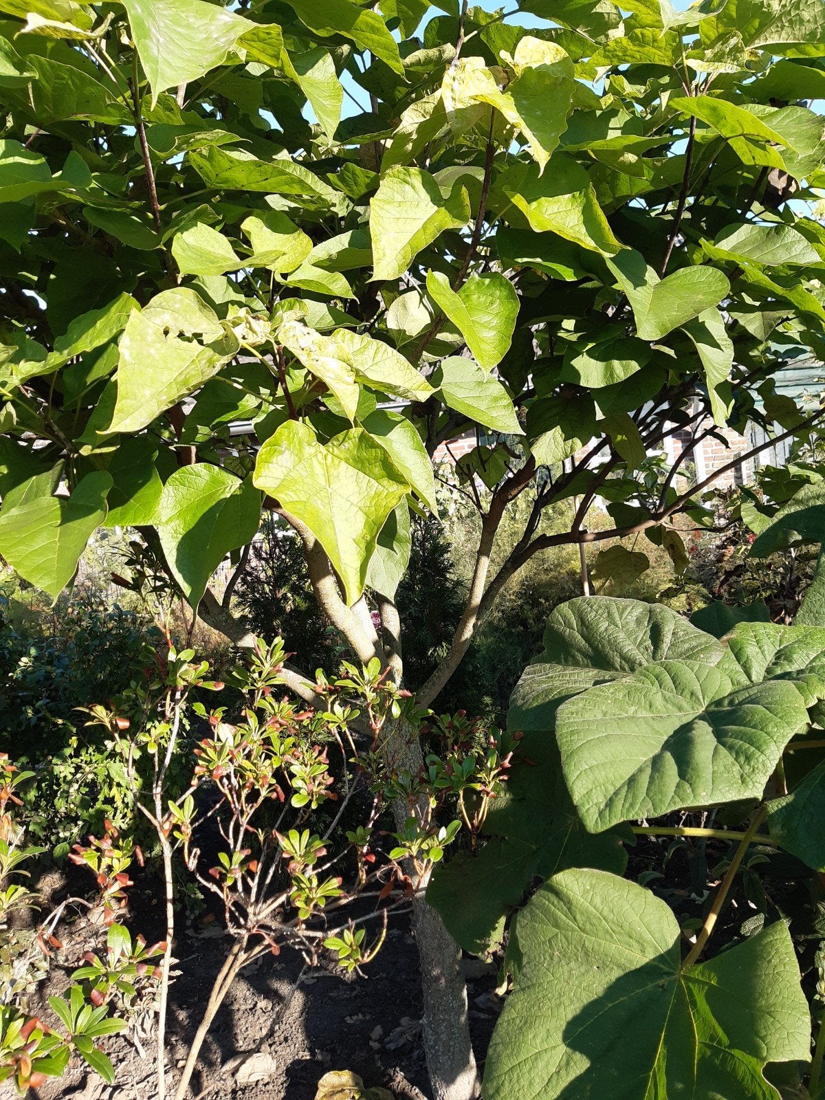 mooi groene trompet boom, Ophalen, Overige soorten, 100 tot 250 cm