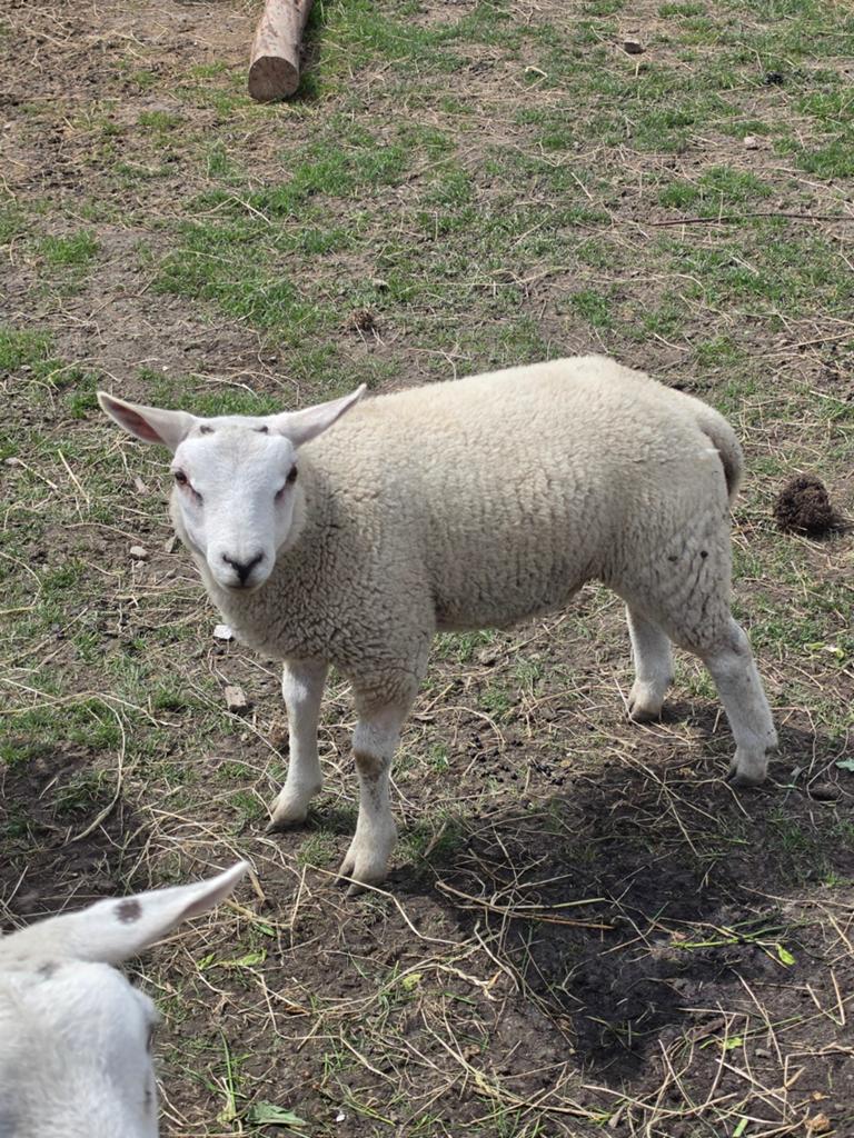 3 schapen texelaars rammen, Dieren en Toebehoren, Mannelijk, Schaap