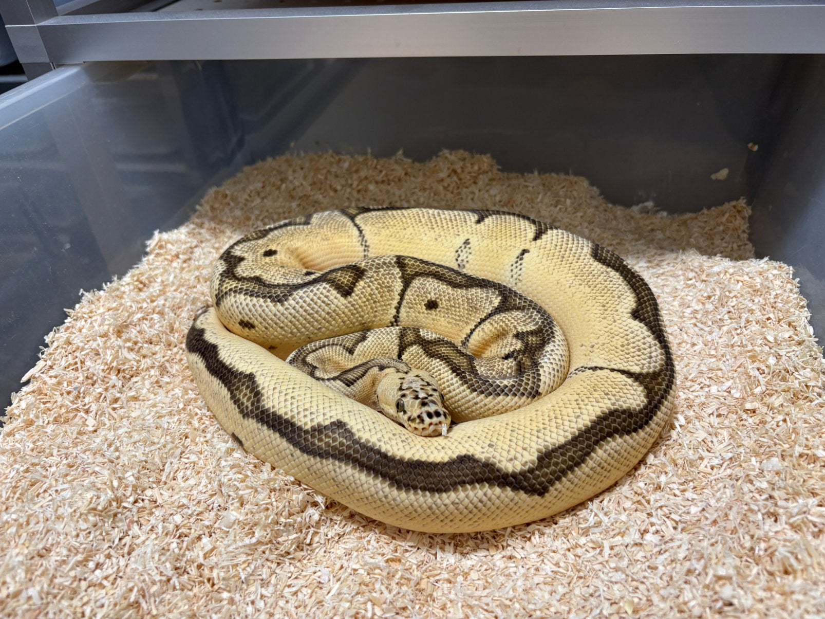 Mooi kweek koppel clown ball python regius te koop Ball Python photo 2