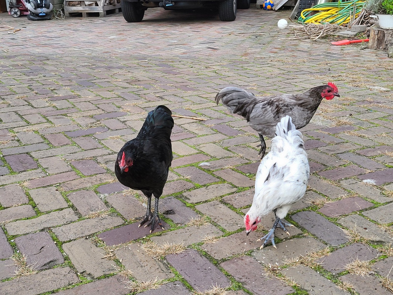 3x ausralorp hanen gratis, Dieren en Toebehoren, Mannelijk, Kip