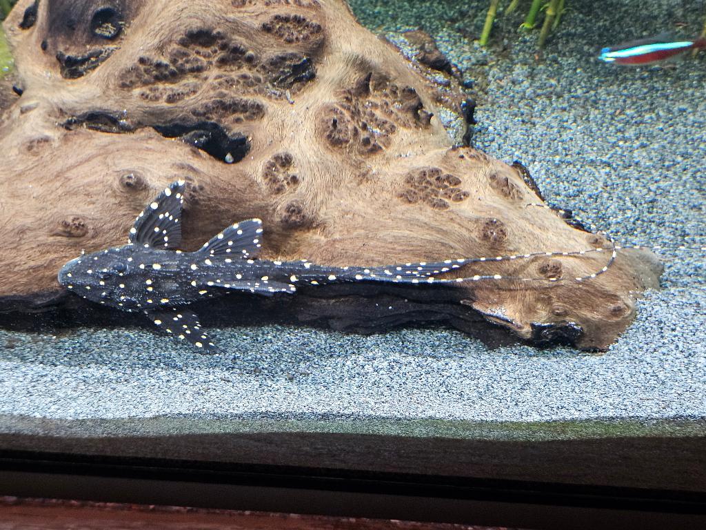 % Adonis Spotted Pleco (Acanthicus adonis) algeneter, Vis, Zoetwatervis