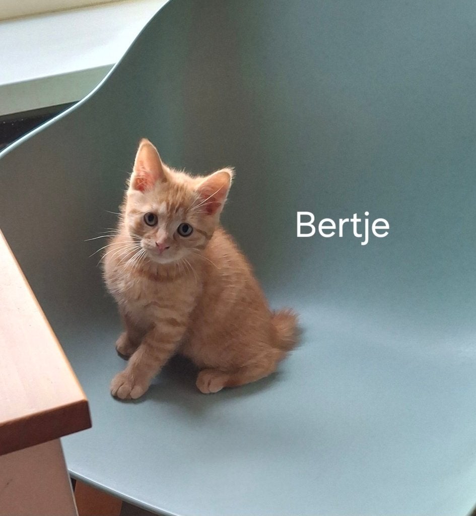 Kruising Main Coon, Dieren en Toebehoren, Meerdere dieren, Kortharig, 0 tot 2 jaar
