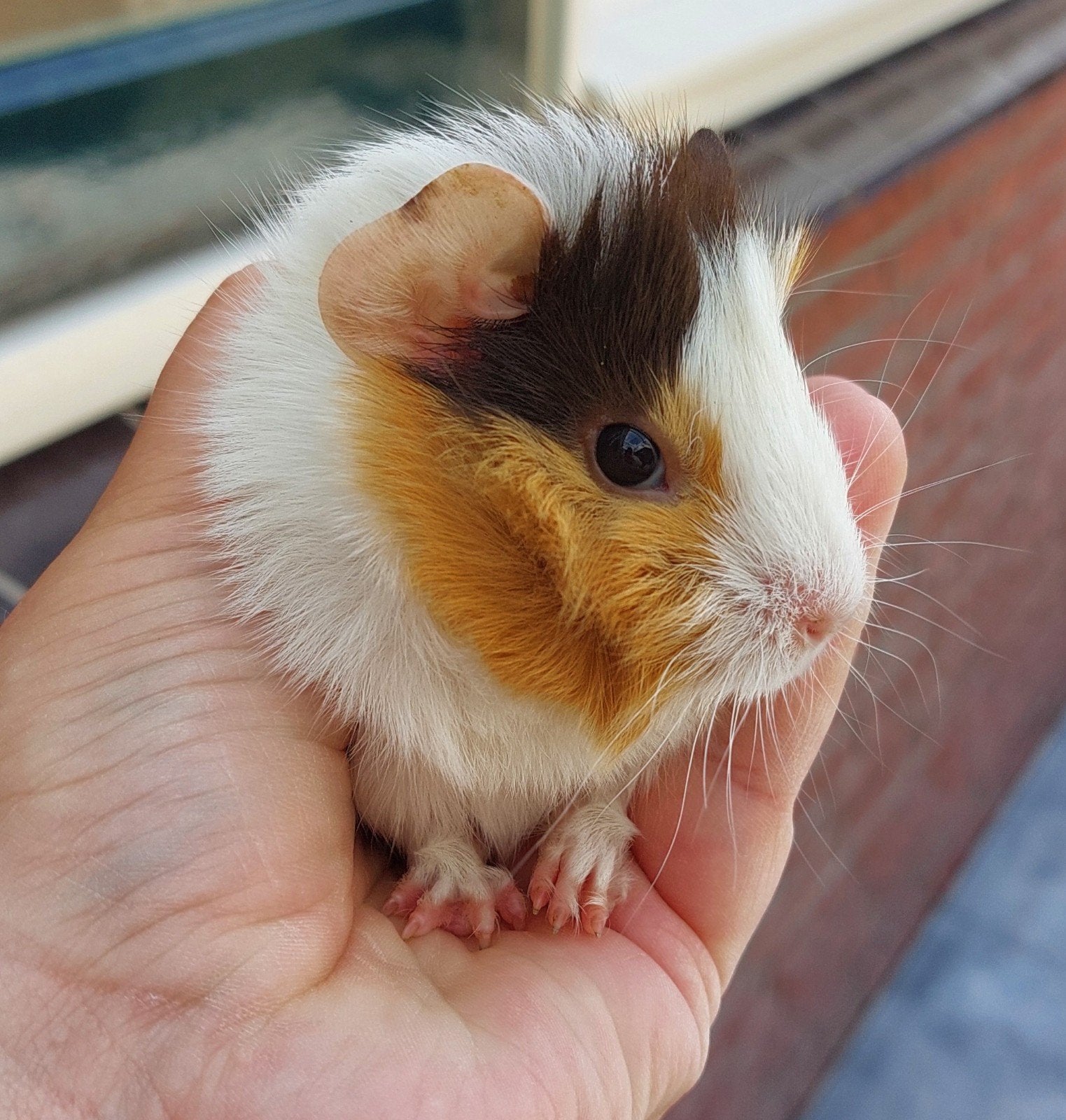 leuke jonge cavia  beertjes, Mei, Mannelijk, Cavia