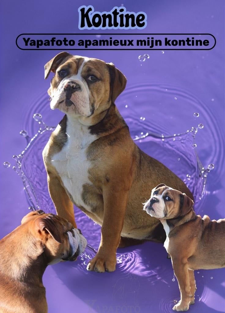 Continental Bulldog pups (3 teefjes), Dieren en Toebehoren, Honden | Bulldogs, Pinschers en Molossers, Fokker | Hobbymatig, 8 tot 15 weken