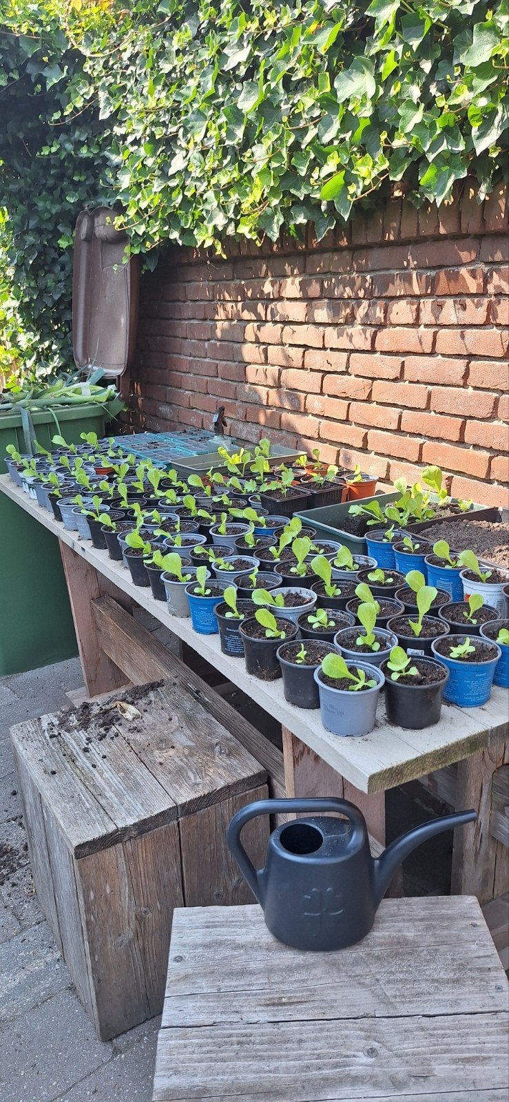 andijvie (winter) plantjes, Ophalen, Overige soorten, Volle zon