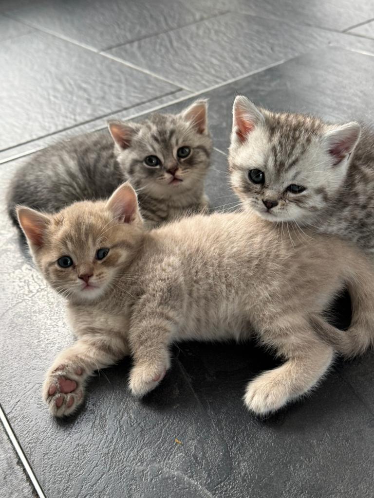Britsekort haar kittens, Dieren en Toebehoren, Katten en Kittens | Raskatten | Korthaar, Poes