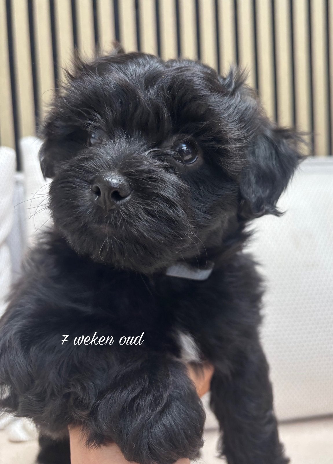 Lhasa apso / toy poedel pups, Dieren en Toebehoren, Honden | Niet-rashonden, Parvo, 8 tot 15 weken, Geslacht onbekend, Meerdere
