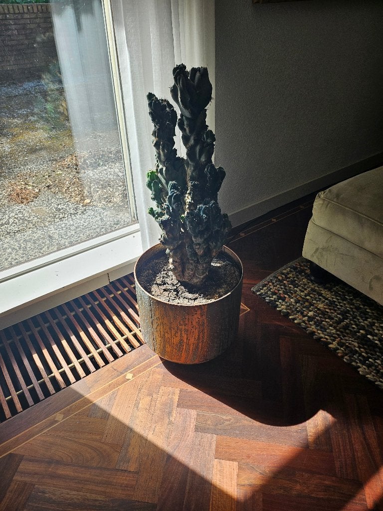 Cactus, Huis en Inrichting, Ophalen, 100 tot 150 cm, Cactus, Volle zon