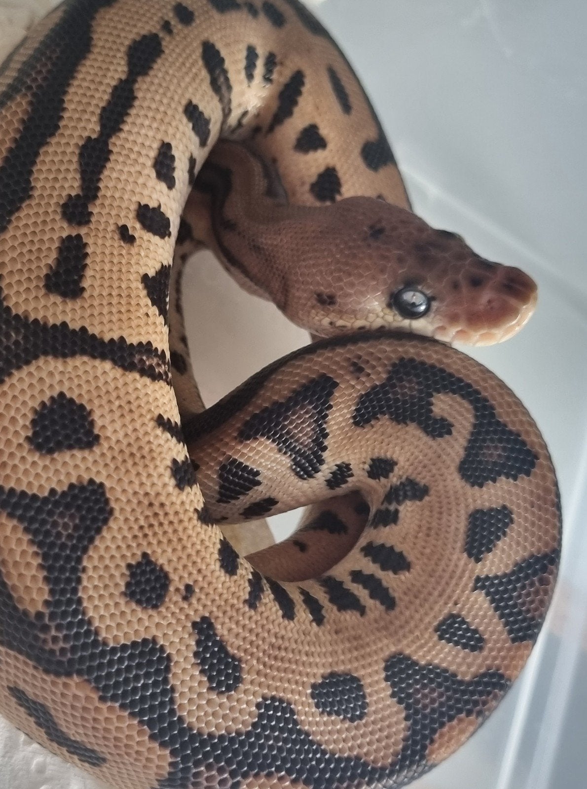0.1 black pastel batman (od) koningspython Ball Python photo 2
