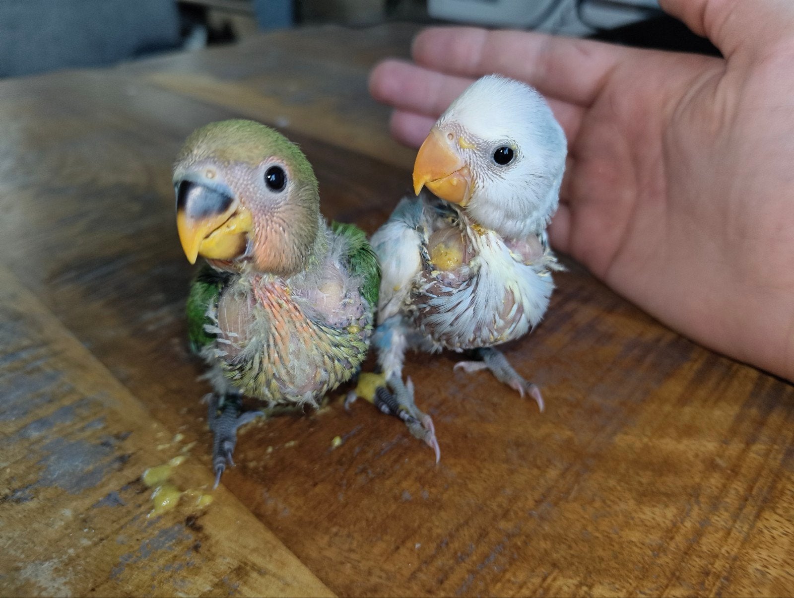 2 jonge Agapornis roseicollis, Geslacht onbekend