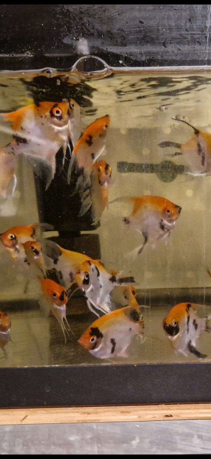 8 x koi / red devil maanvissen € 7,50 per stuk & 8 = € 55, Vis, Zoetwatervis, Schoolvis