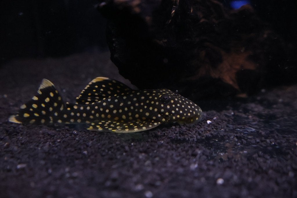 Golden Nugget Pleco, Dieren en Toebehoren, Vis, Zoetwatervis