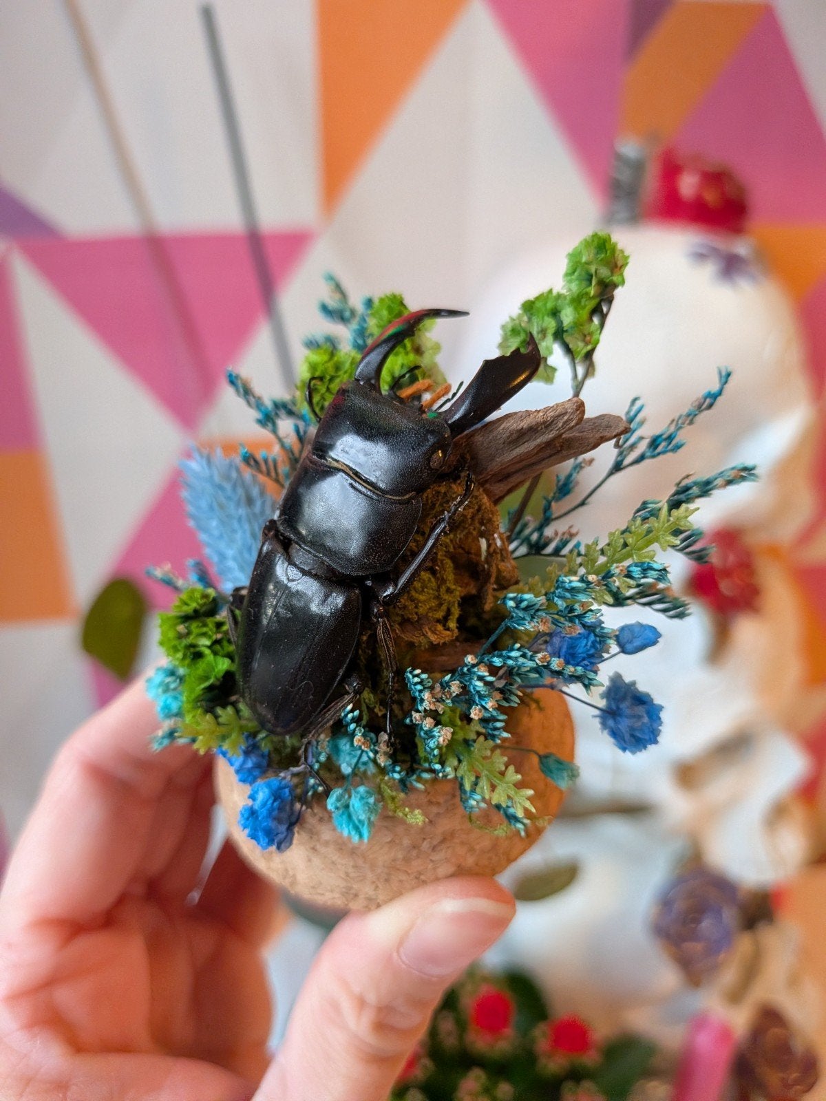 Unieke opgezette kever in glazen stolp met droogbloemen, Ophalen of Verzenden, Nieuw