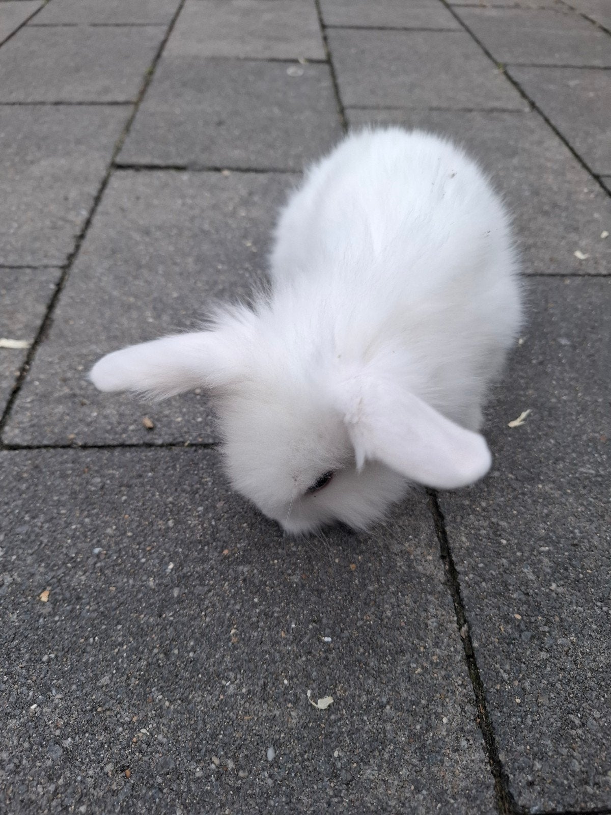 Lief mannetjes konijn, Mannelijk