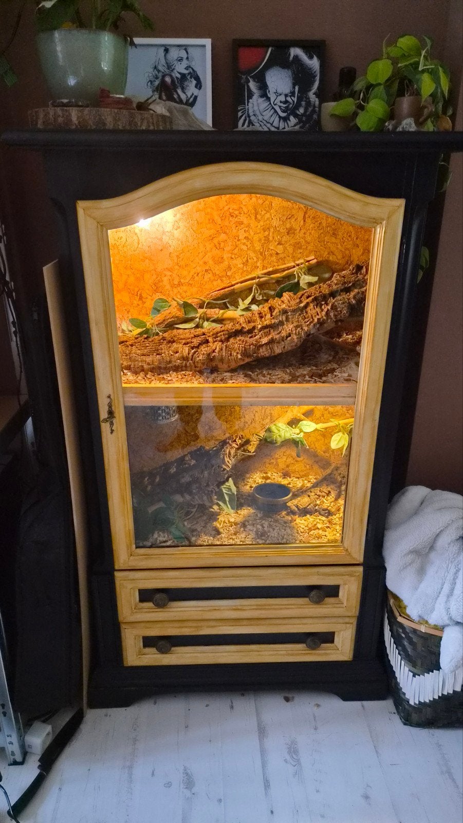 terrarium met 2 koningspythons, Slang, Met terrarium, 3 tot 6 jaar