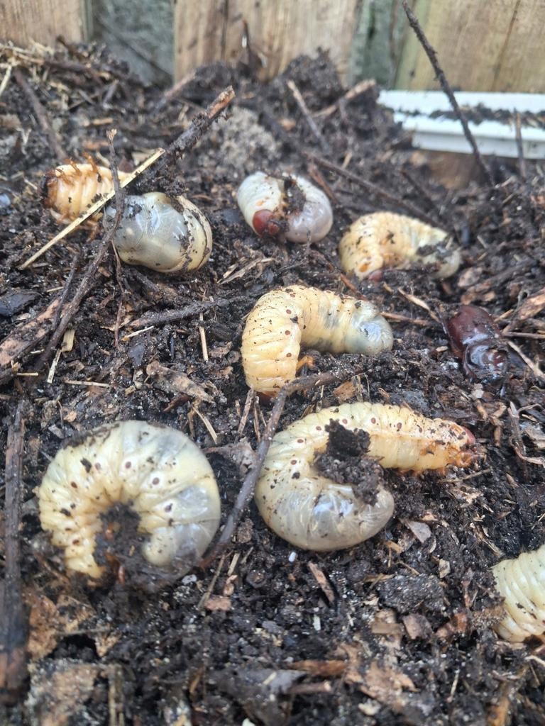 Neushoornkevers.larve, Dieren en Toebehoren, Insecten en Spinnen