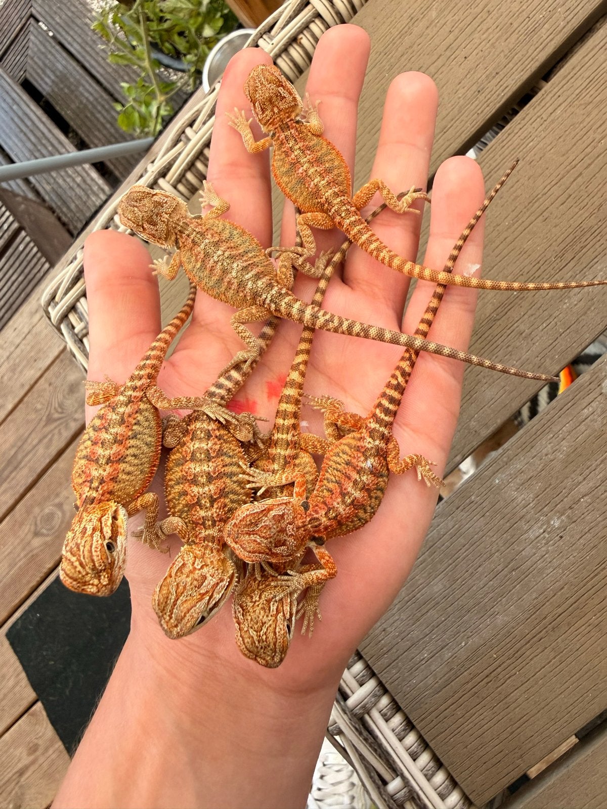 Baby baardagaam Bearded Dragon photo 7