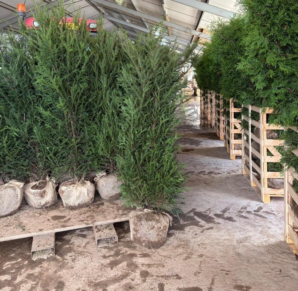 Taxus Baccata te koop. Verkopen de hele zomer door., Ophalen of Verzenden, Bloeit niet, Halfschaduw, Overige soorten