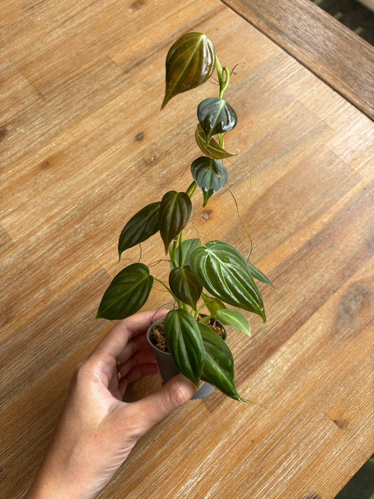 2 Philodendron micans stekken - 4, Tuin en Terras, Planten | Tuinplanten, Ophalen, Vaste plant, Bloeit niet, Halfschaduw