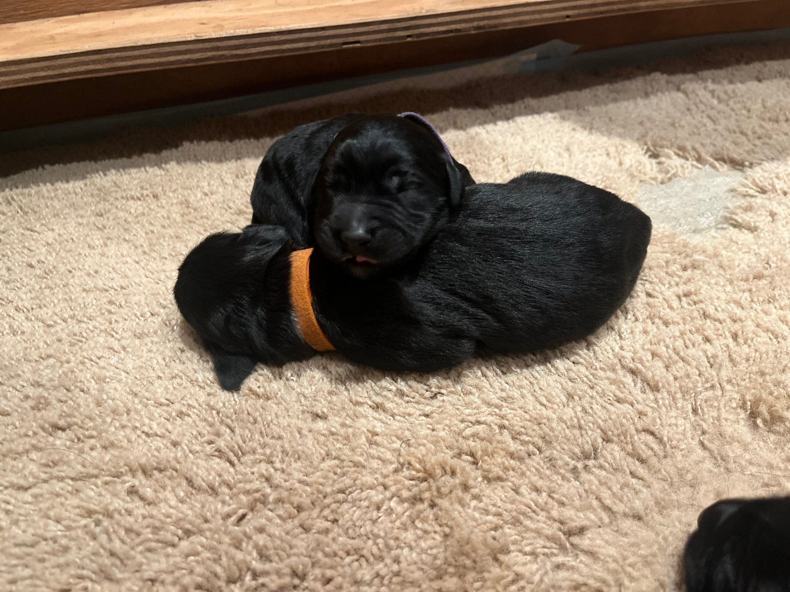 pups, kruising bordercollie X heidewachtel/duitsestaande, Dieren en Toebehoren, 8 tot 15 weken, Meerdere, Meerdere dieren, Middel